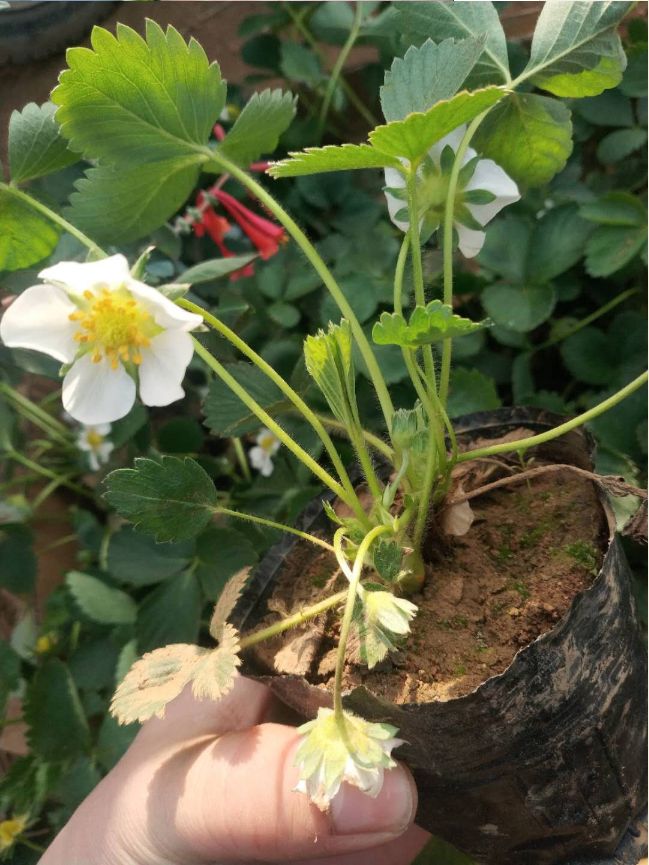  营养杯草莓苗 保证成活率 杯苗 20-30公分 根状茎粗