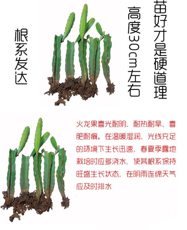  红心火龙果苗 金都一号火龙果苗 大棚种植 根系发达