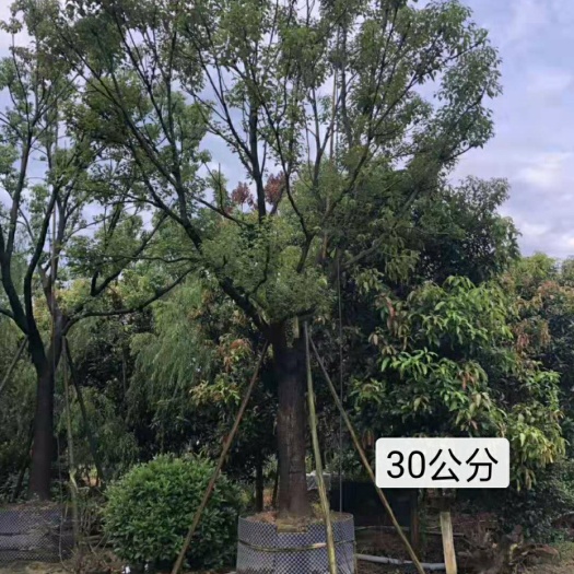 漳州 全冠香樟