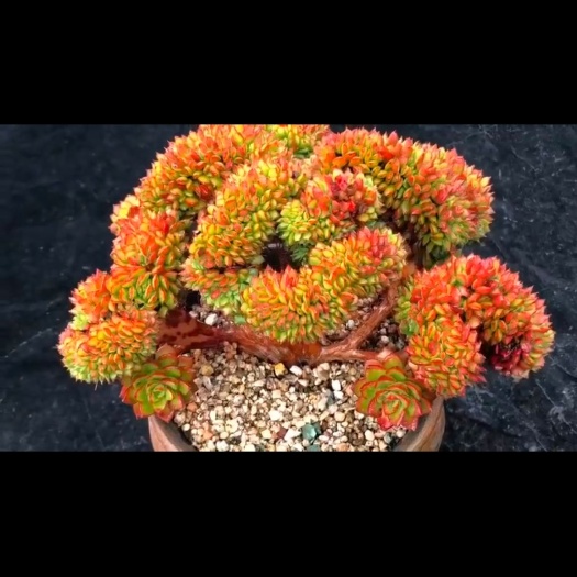 昆明 火焰蒂亚缀化