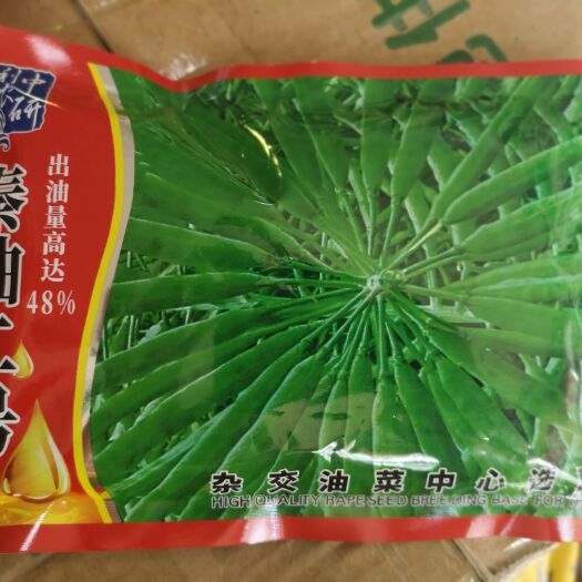 夏邑县紫油菜种子 秦油二号油菜种子 200克 晚熟 高产