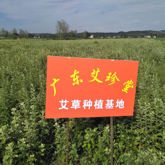 唐河县艾草种子 艾根预订了