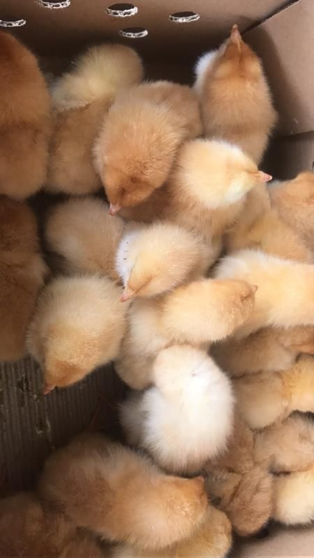 昆明 三黄鸡苗黄土1.5  品质保证  诚信经营