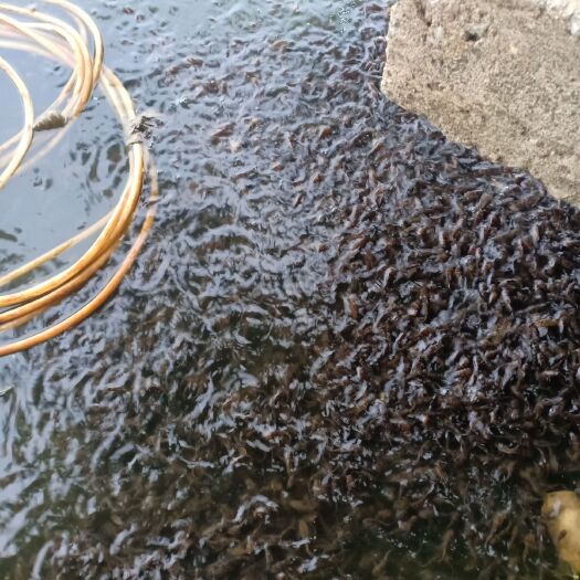 邛崃市 出售黄颡鱼苗