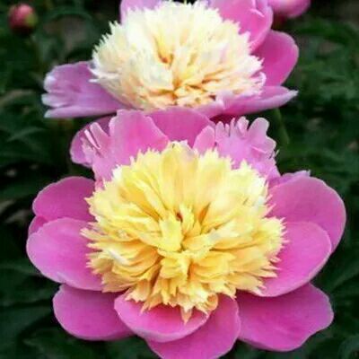  亏本卖 芍药花苗 盆栽芍药根块 种根 带芽发货 当年开花