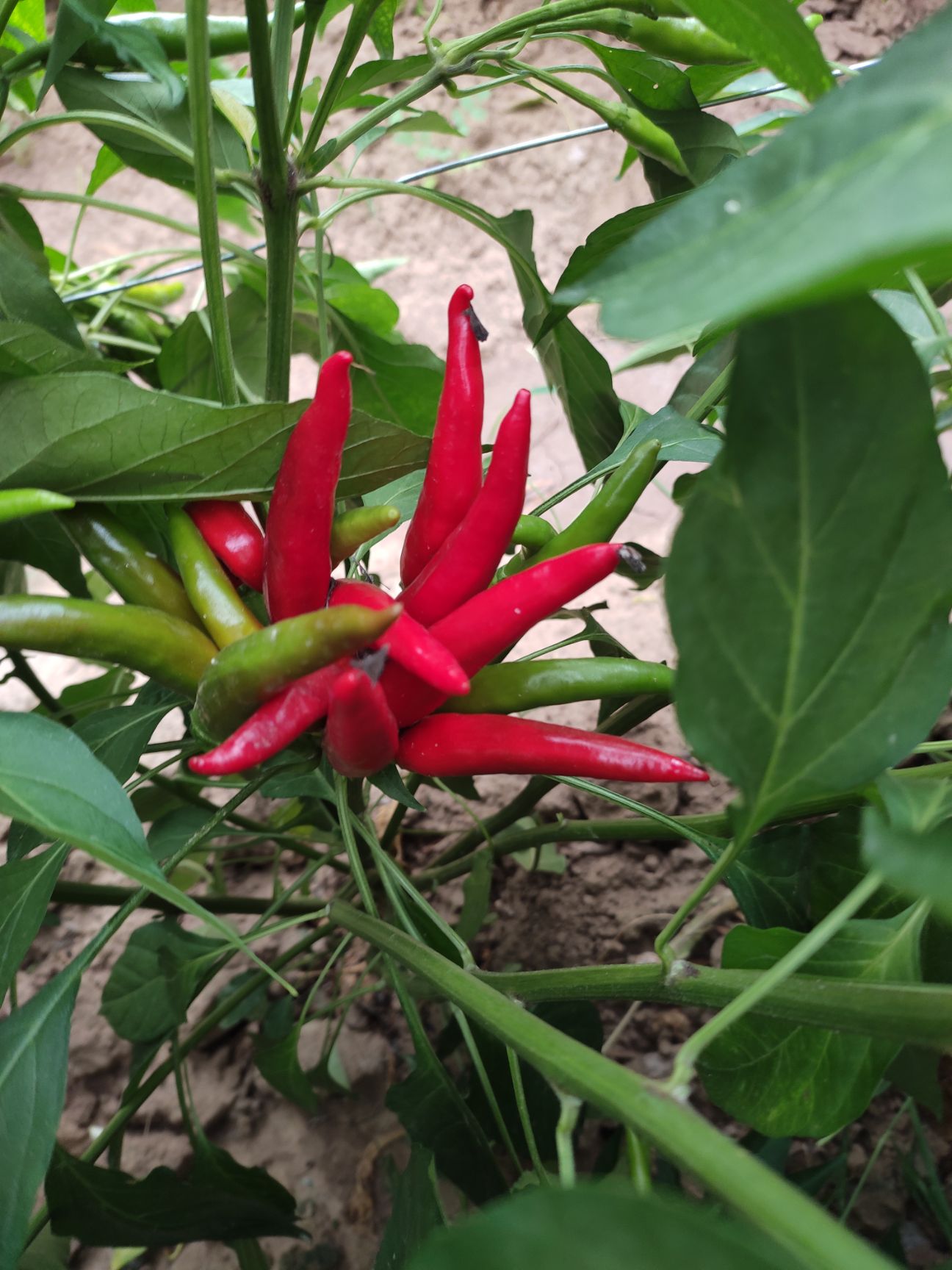 朝天椒特辣小米辣椒基地种植一件代发质量保证包邮