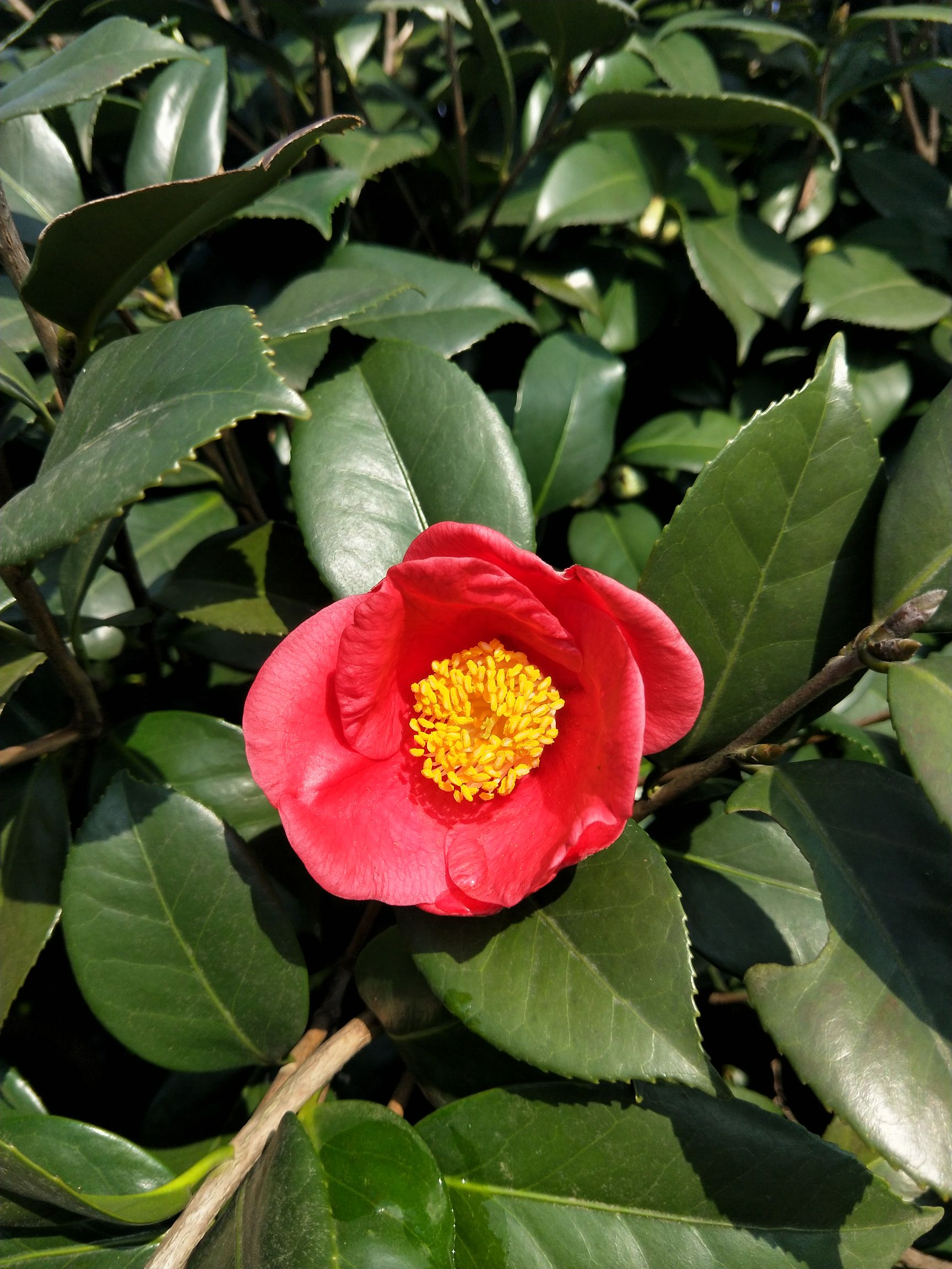 红露珍茶花的生长环境图片
