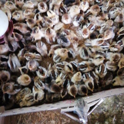 南宁瑶鸡苗 统货