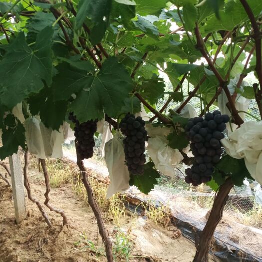 曲阜市夏黑葡萄 套袋夏黑，无催红，自然成熟！！