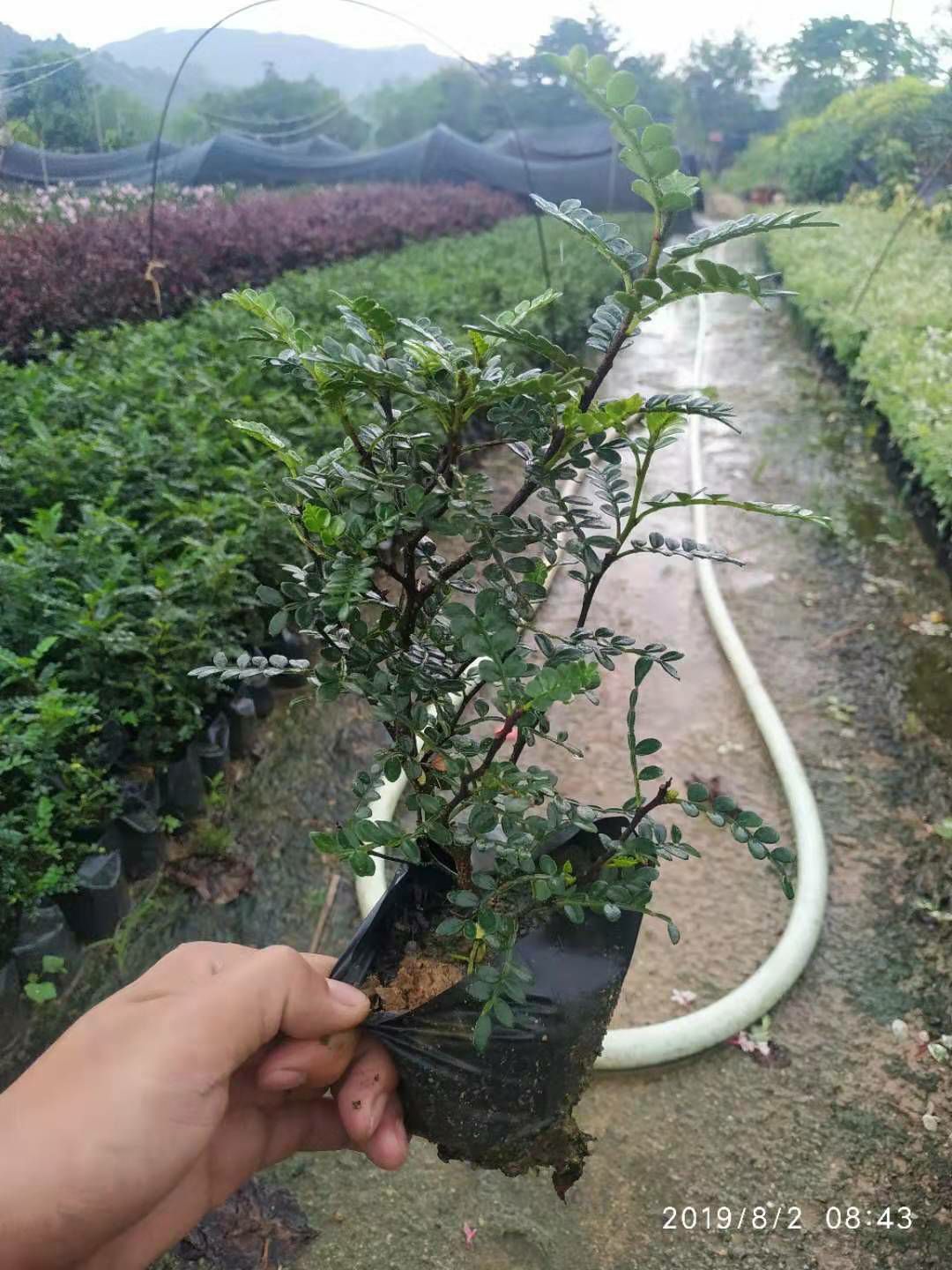 胡椒苗  胡椒木绿化地被