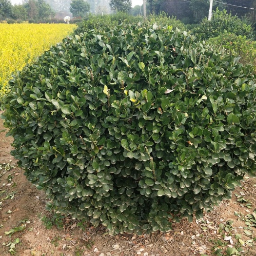 沭阳县 批发大小规格的大叶黄杨球，冠幅20-400公分的冬青球直销