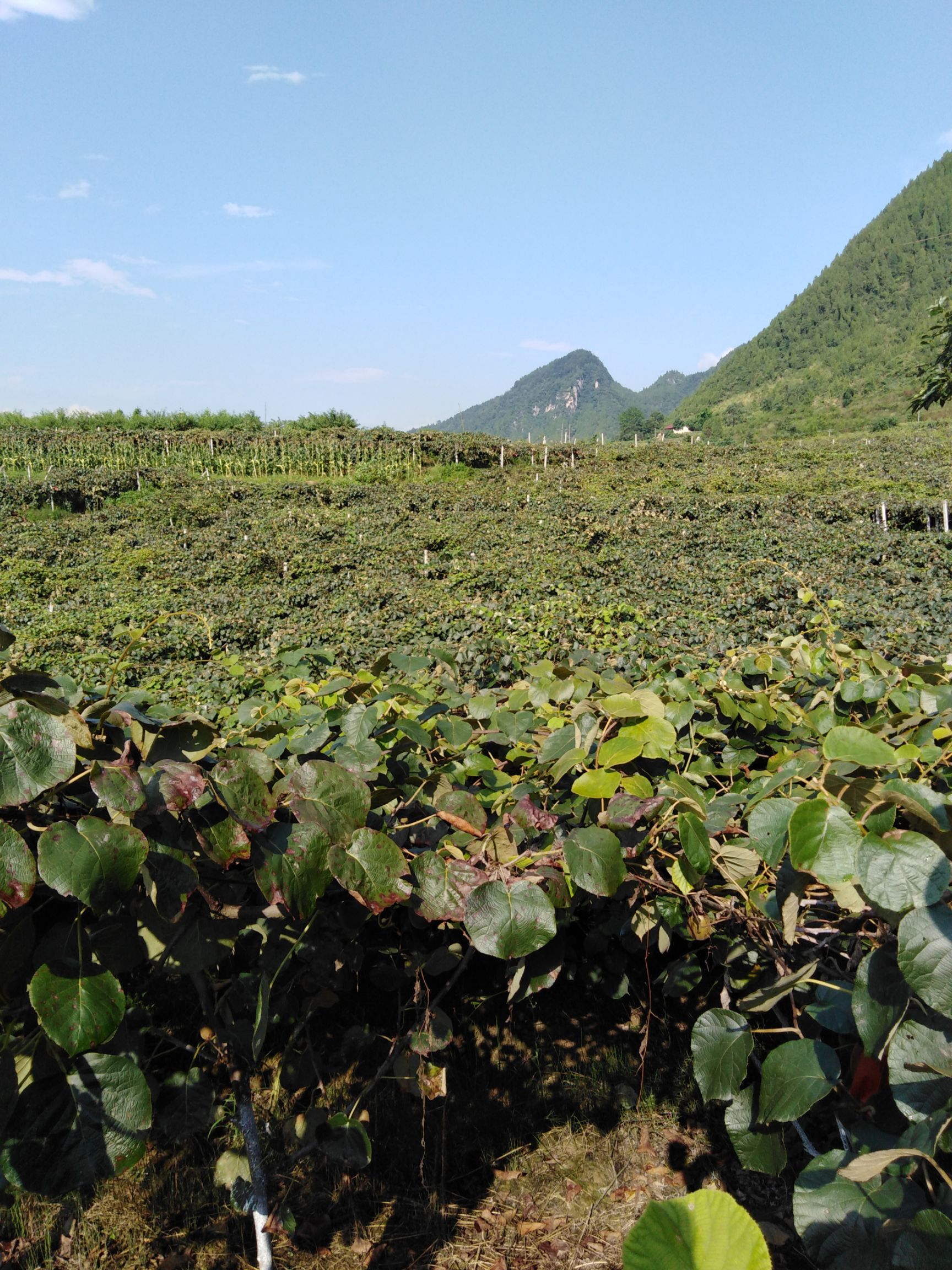 米良1号猕猴桃  张家界天门山下彦英家庭农场猕猴桃基地直销