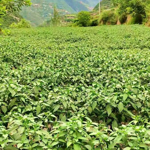 陇南 大量美人椒上市了，无公害绿色食材，好的食材好的产地，吃着放心