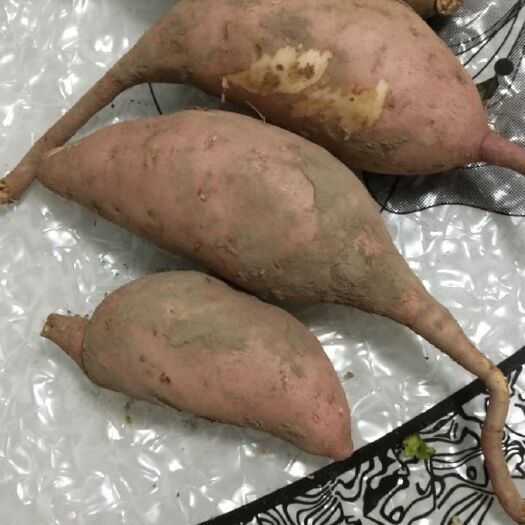 东光县龙薯九号 黄皮