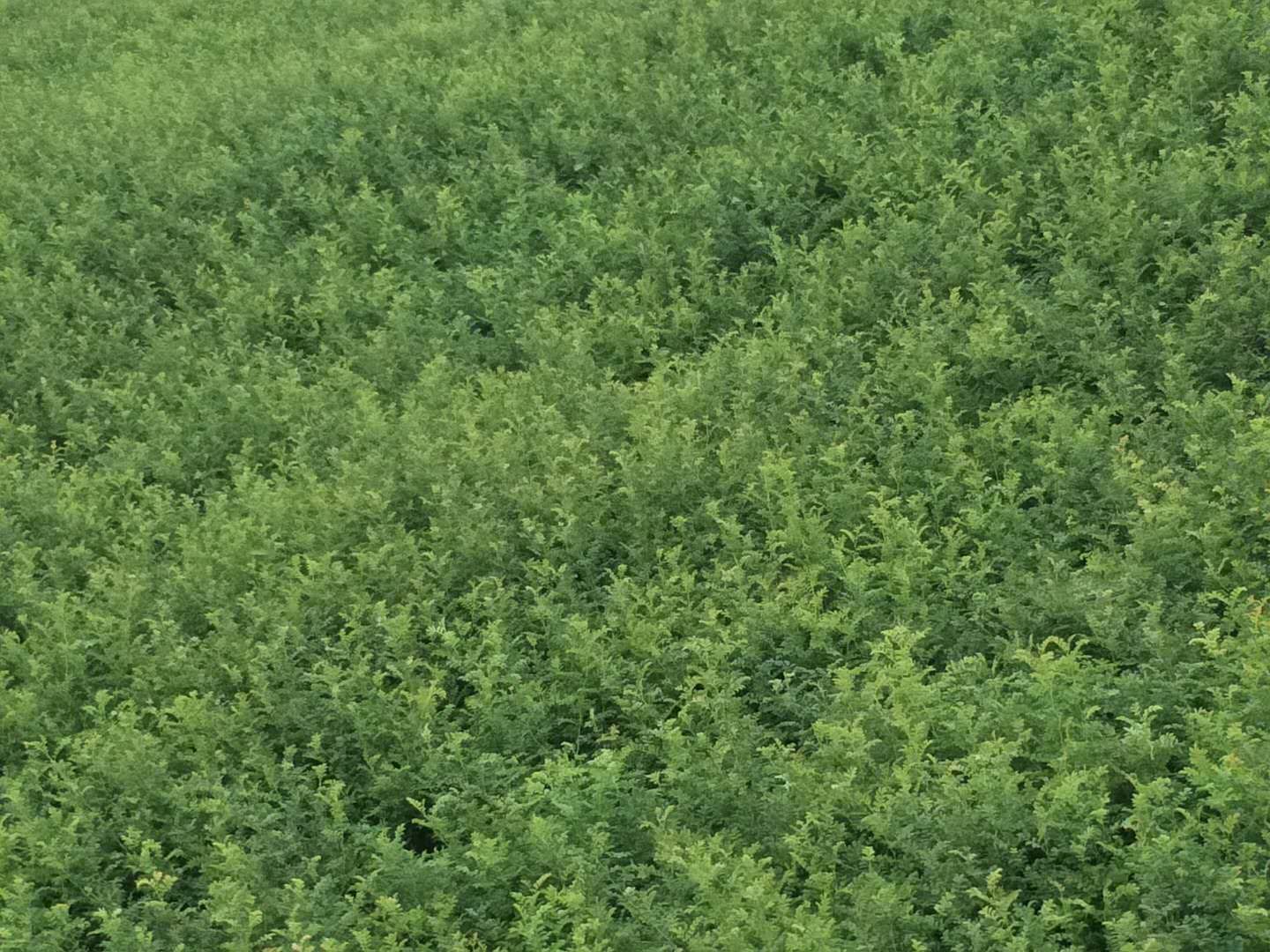 刺梨苗 0.5~1米