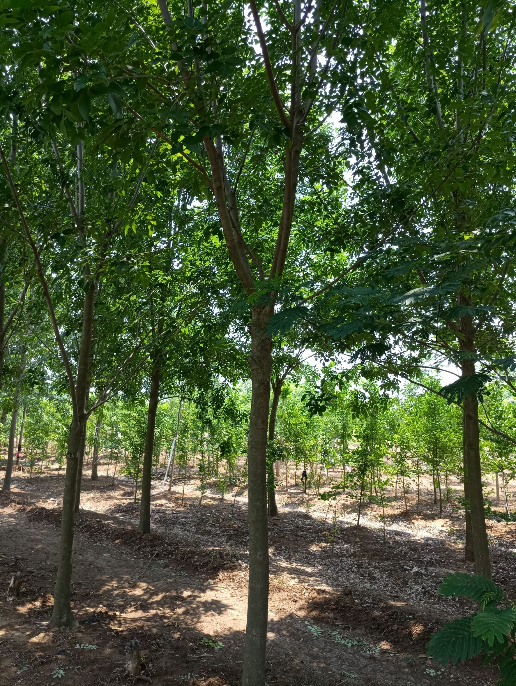 速生白蜡  白蜡树供应，5-15公分白蜡树价格