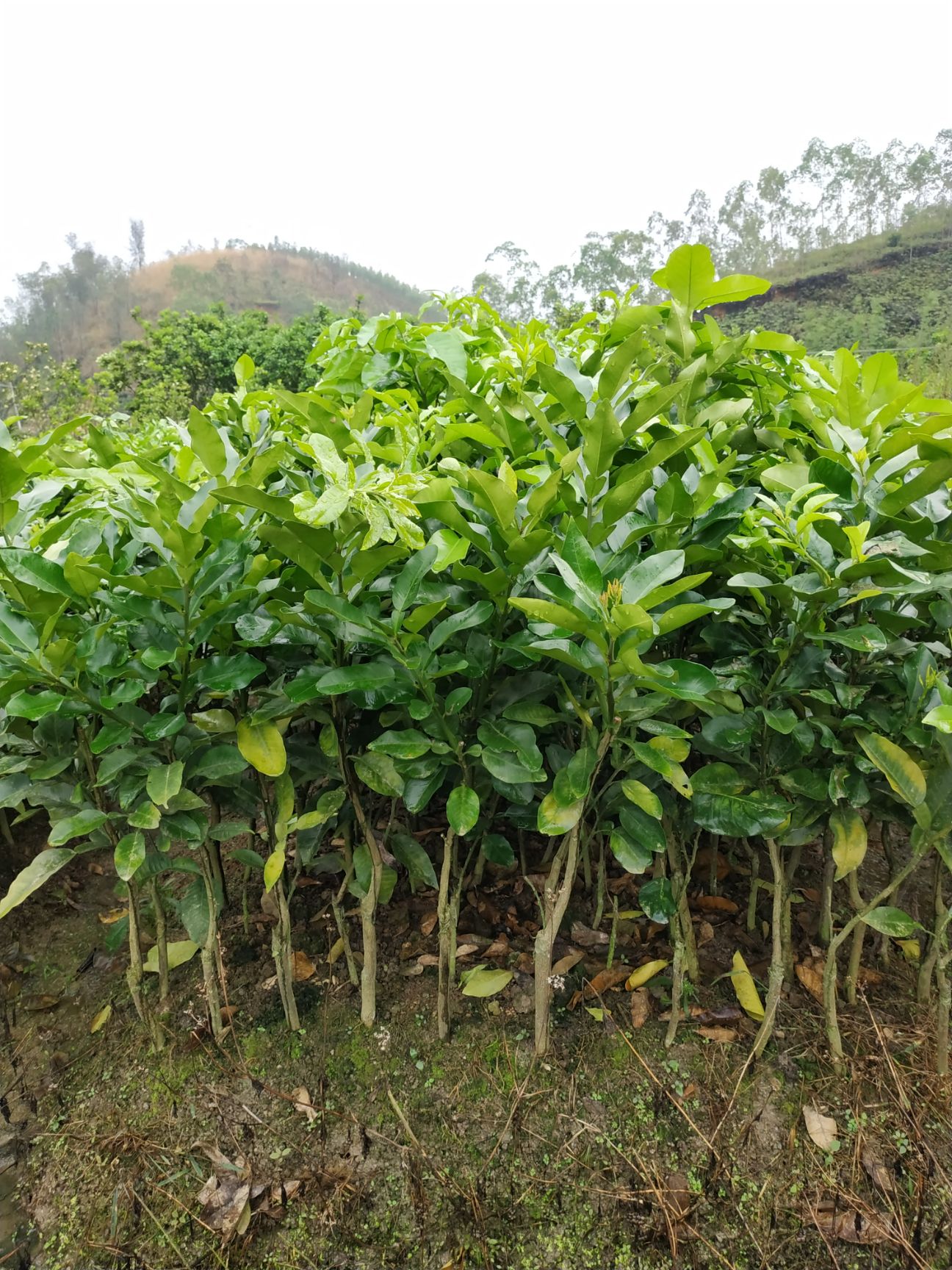 [三红蜜柚苗批发] 三红蜜柚苗 品质保证价格20元/棵 - 惠农网