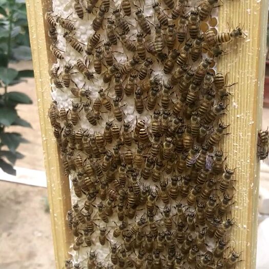 登封市 售纯正土蜂蜜