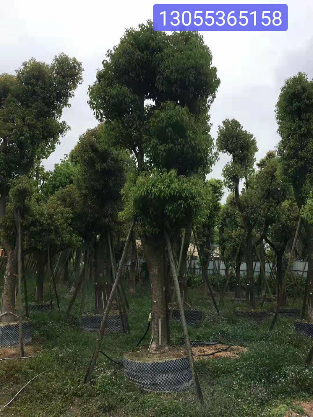  香樟