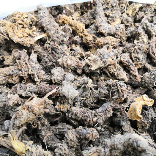 盘州市獐牙菜