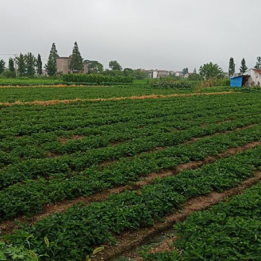 南通 优质草莓苗，根系发达，草壮无病害