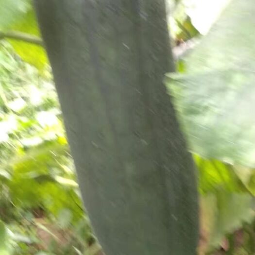 郸城县 黑皮冬瓜