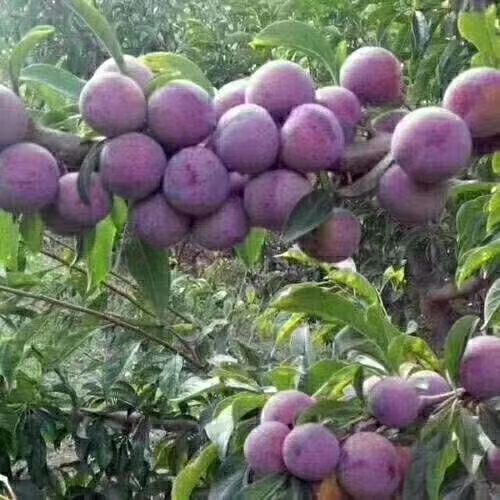 苍溪县脆红李苗 优质脆红李子苗，不结果退款