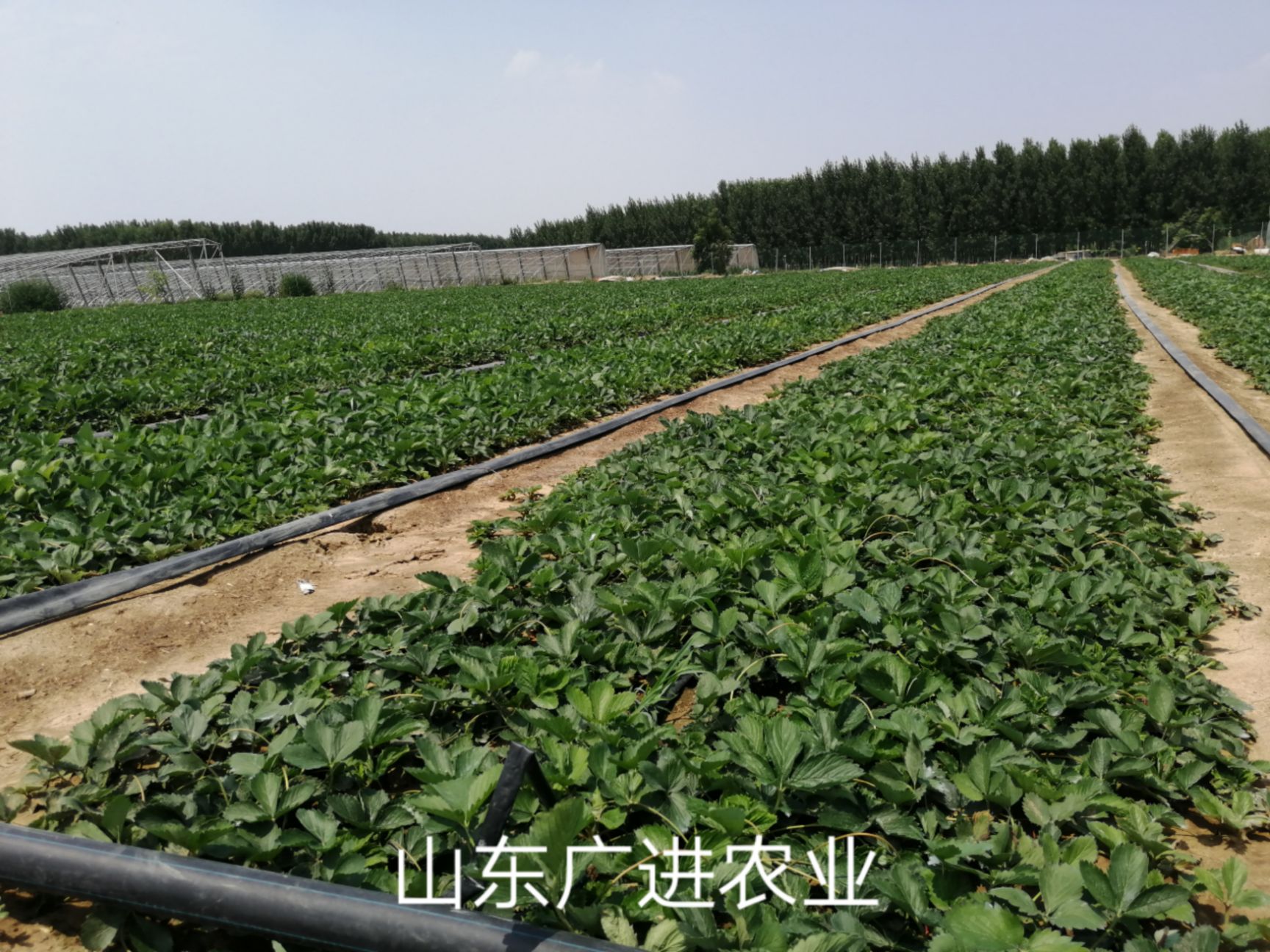 泰安 草莓苗批发出售，基地直销，脱毒二代苗