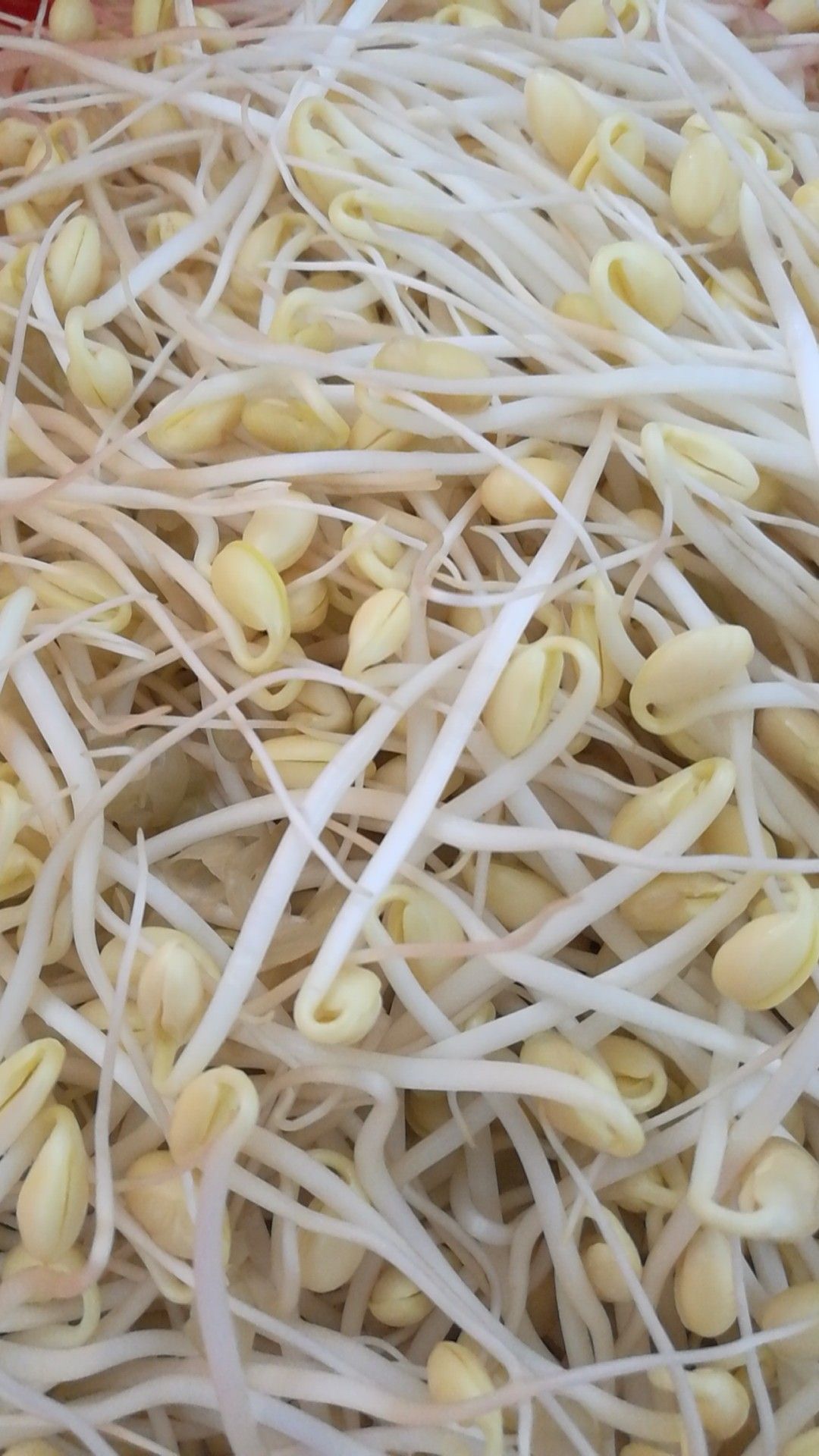 古方豆芽黄豆芽有机种植
