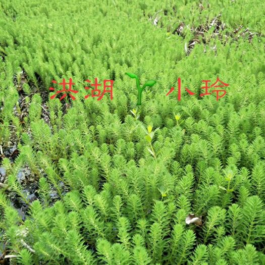 狐尾藻苗  粉绿狐尾藻 鱼虾蟹养殖用水草 水工程造景 量大价