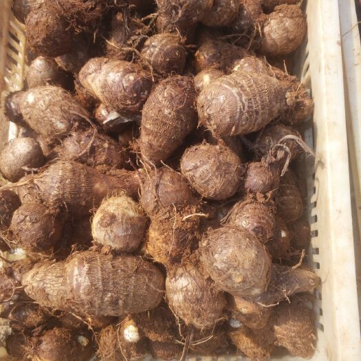 沂水县 毛芋头2019年鲜货-质量上乘