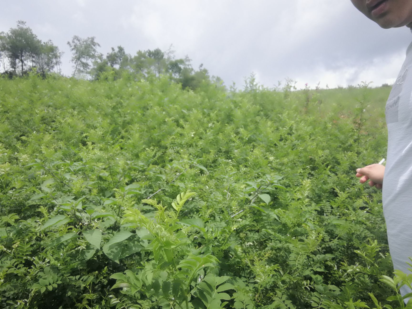 刺梨苗 0.5~1米