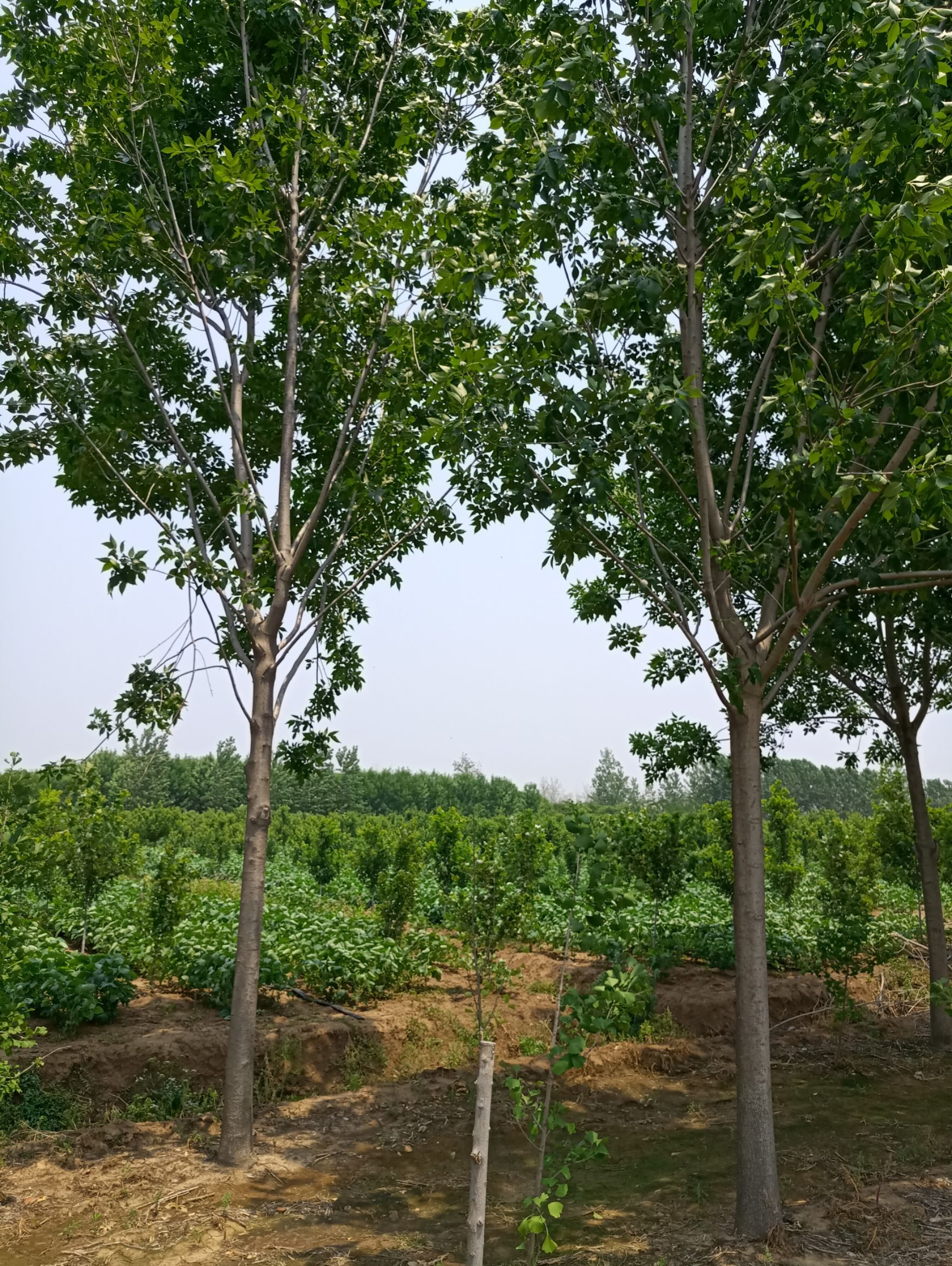 速生白蜡  白蜡树供应，5-15公分白蜡树价格