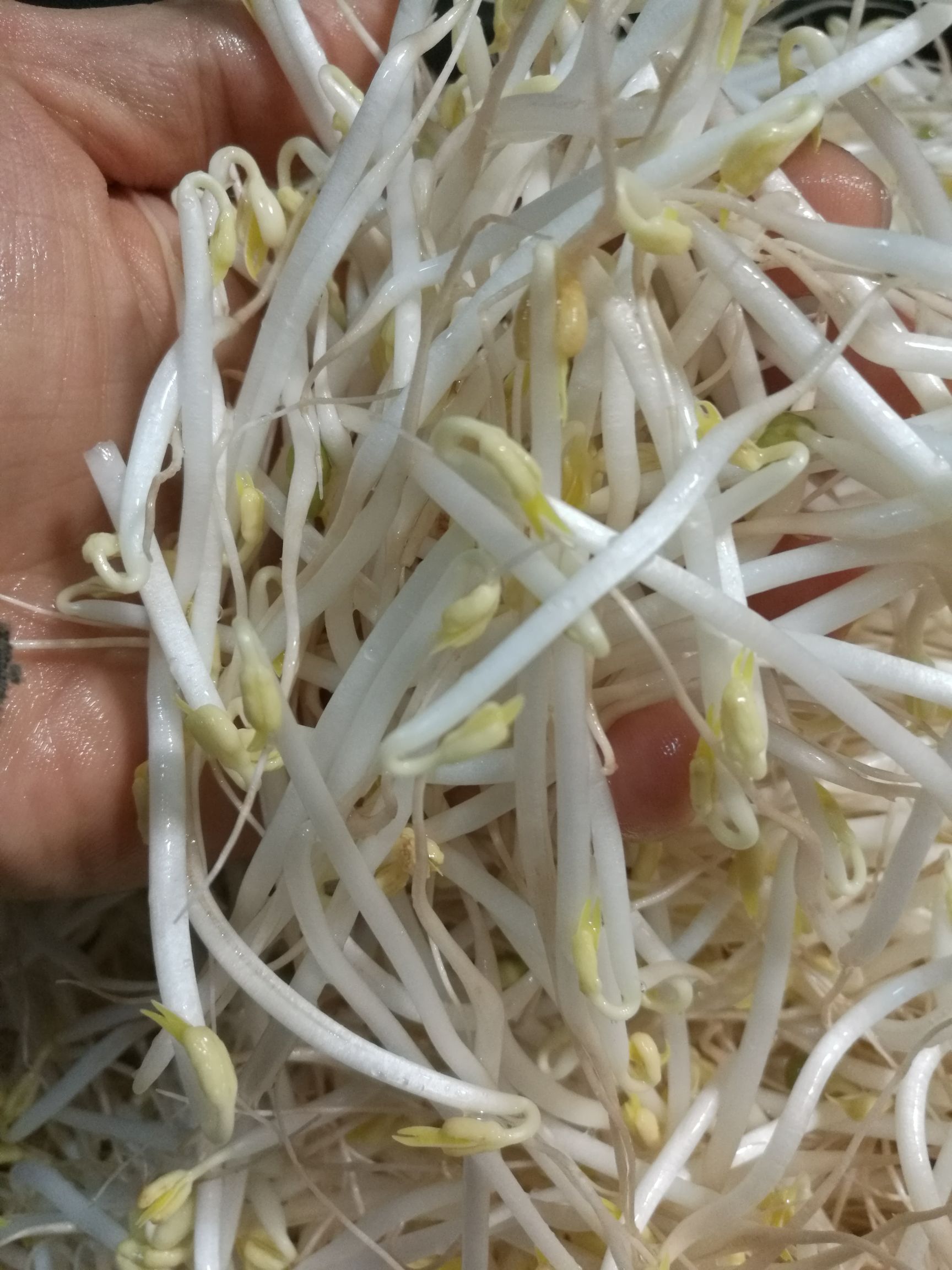 古方豆芽绿豆芽有机种植