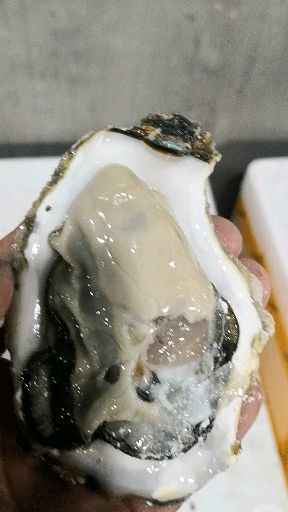 乳山市三倍体生蚝 人工养殖 3-4两/只