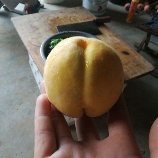 临朐县 黄金冠黄桃成熟于7月底8月初,挂树半月不软,果个中大,整齐匀