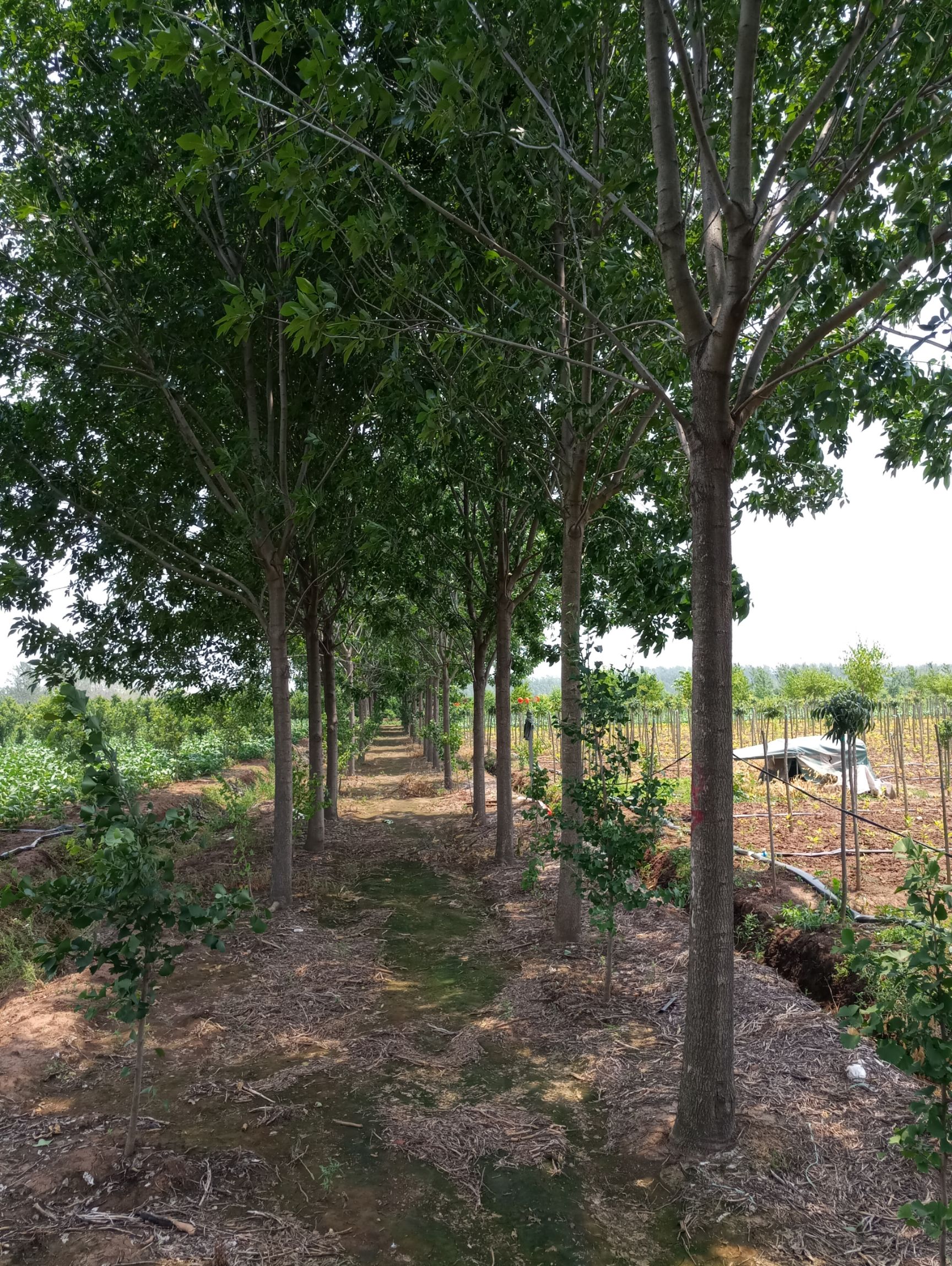 速生白蜡  白蜡树供应，5-15公分白蜡树价格
