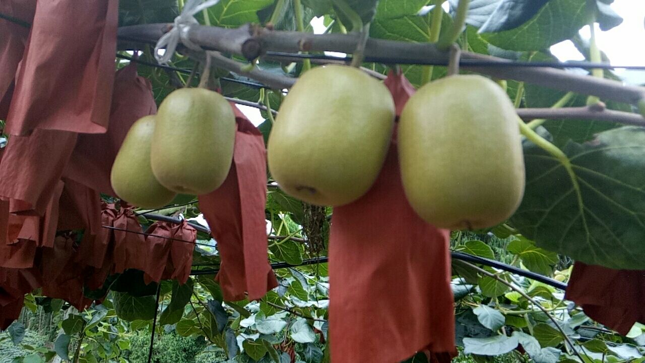  红心猕猴桃果子