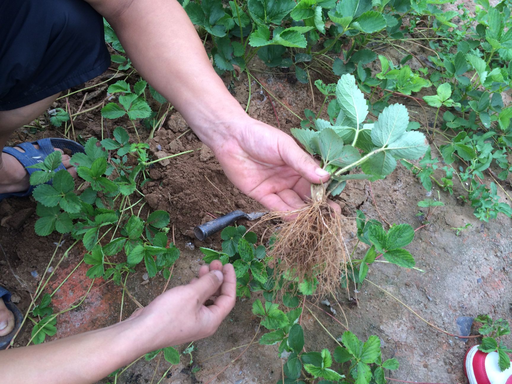  奶油草莓苗基地 自产直销 保证品种 签订合同24小时内发货