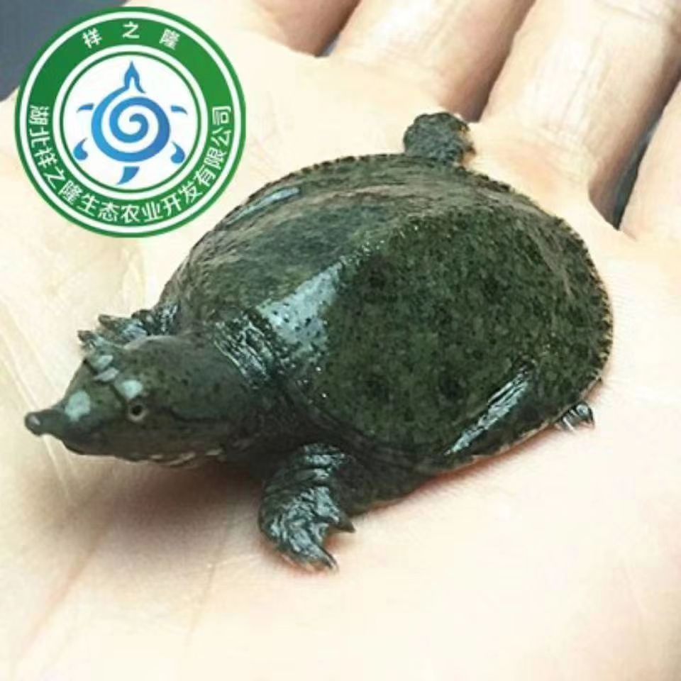 中华鳖苗 纯正宗中华鳖，包成活率，包技术，包回收