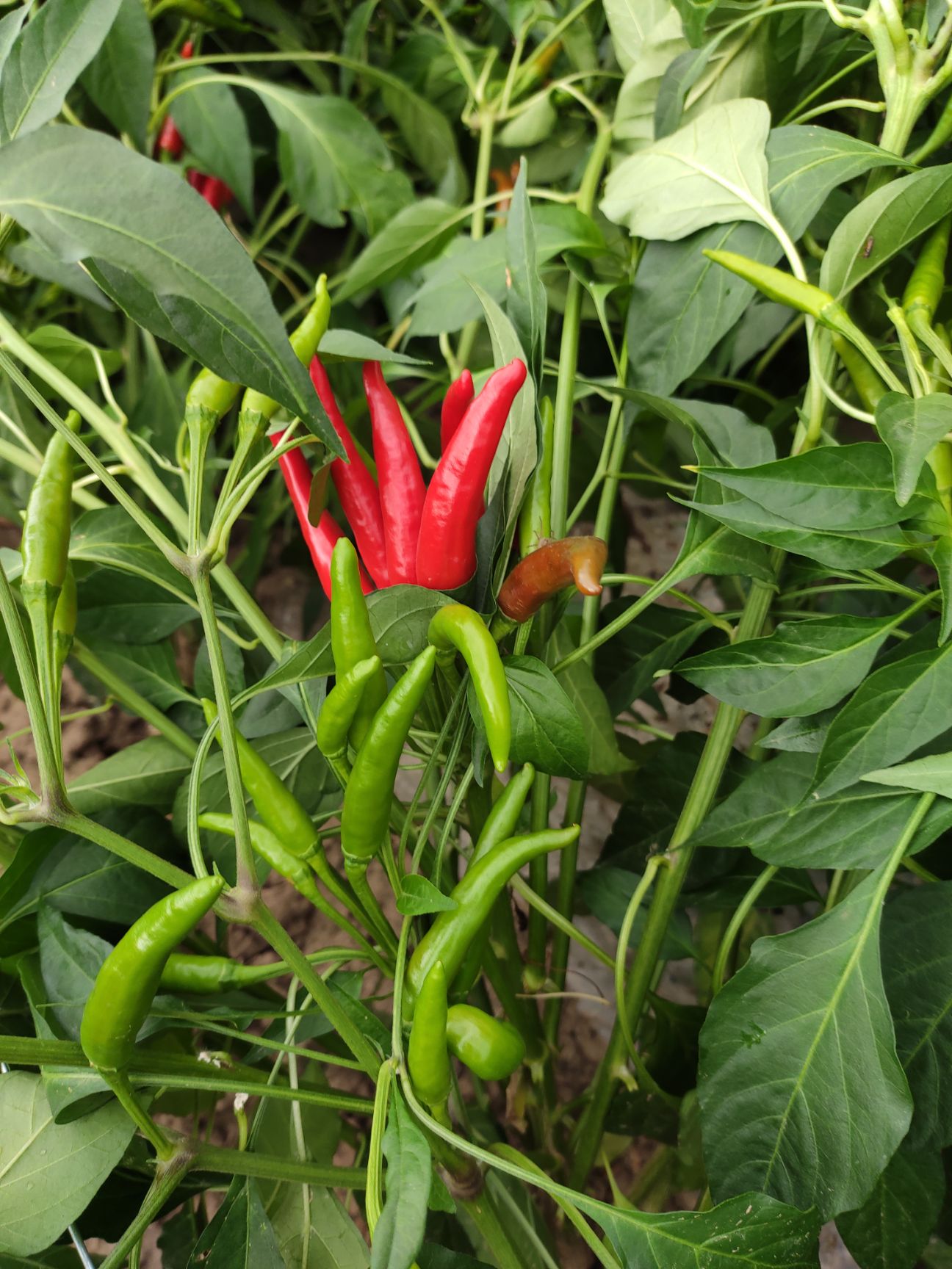 朝天椒特辣小米辣椒基地种植一件代发质量保证包邮