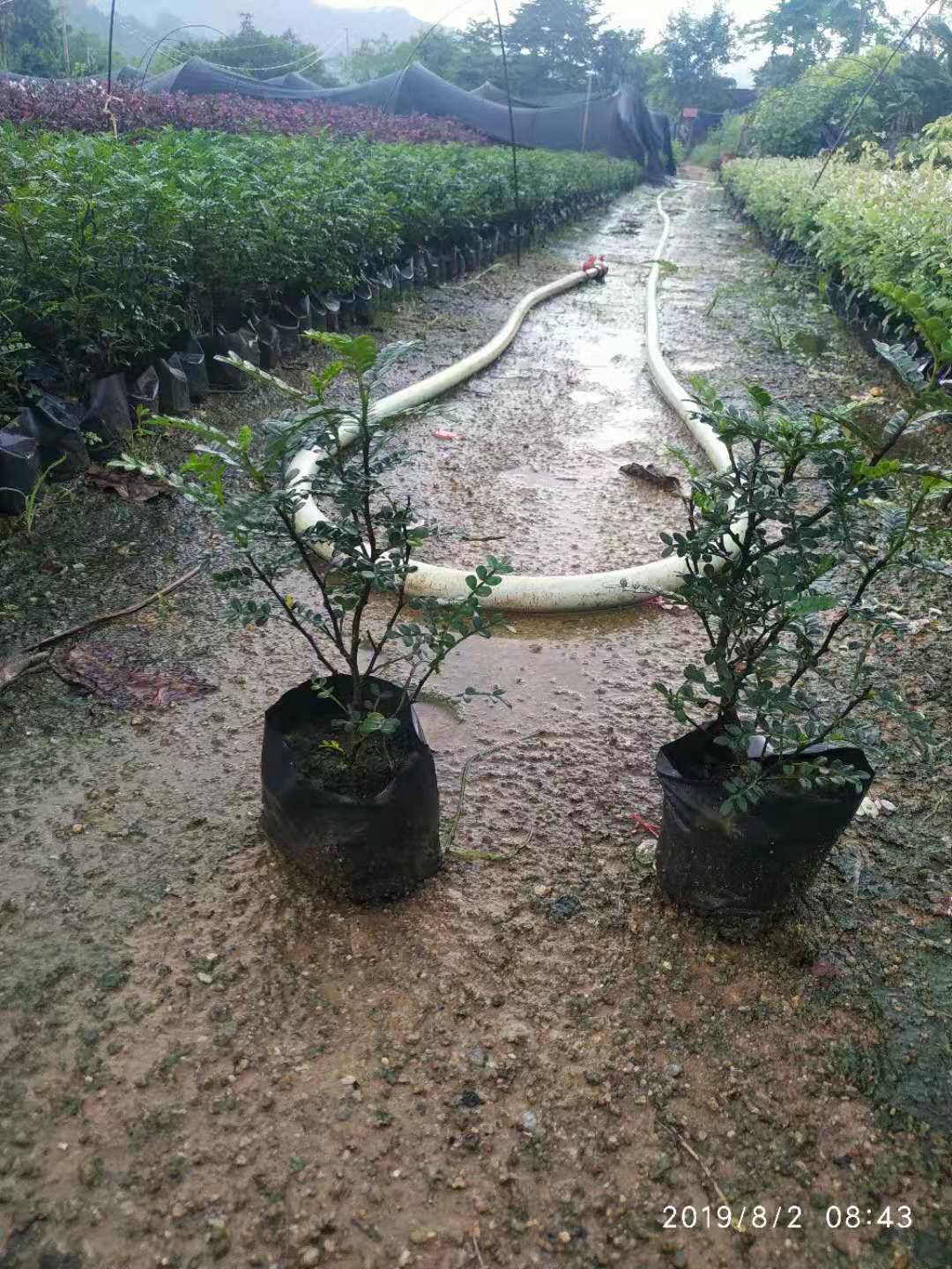 胡椒苗  胡椒木绿化地被