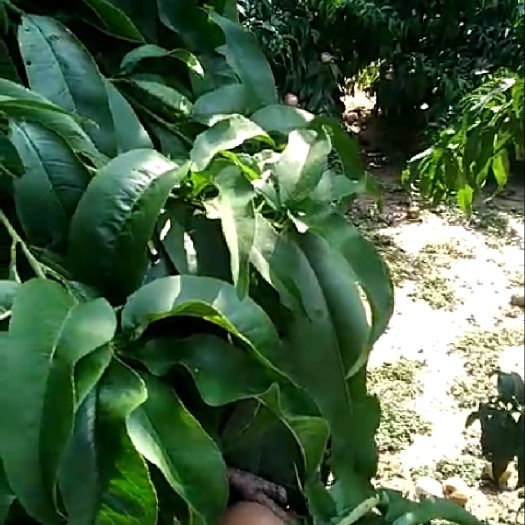 清丰县超越桃 自家2亩鲜桃，欢迎采购