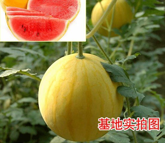 黄皮红瓤西瓜种子耐寒耐热早熟高品质易种红肉礼品小西瓜水果种籽