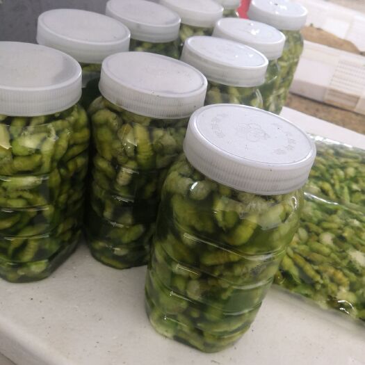遂溪县 产地直销 豆虫，豆丹