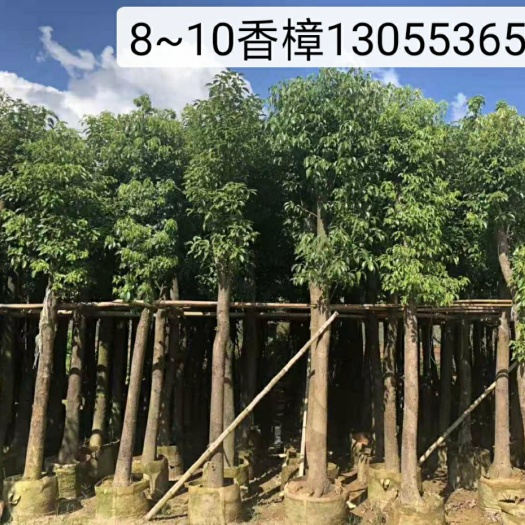 漳州 香樟