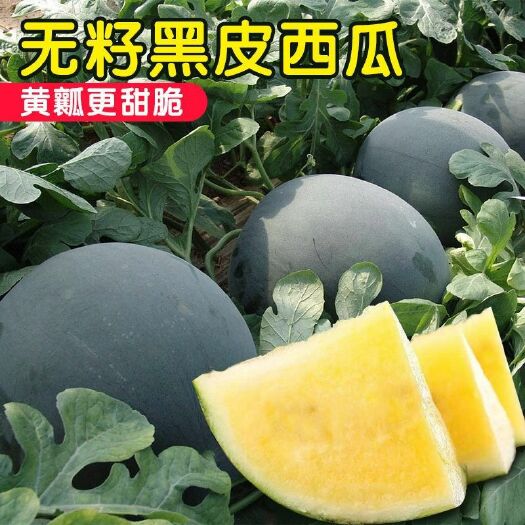 新疆西瓜种西瓜籽四季水果种子巨型西瓜种子早熟脆甜100粒/包