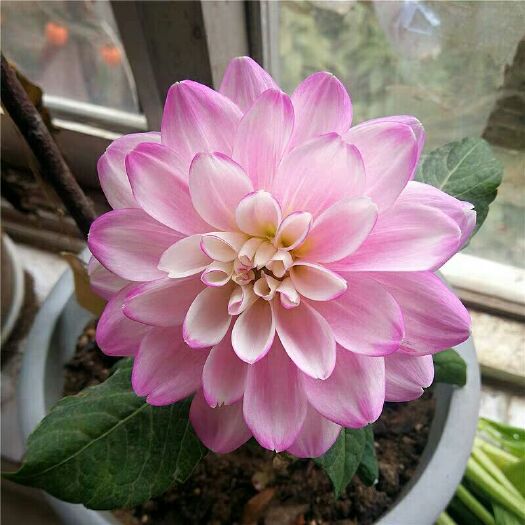 沭阳县大丽花种子 大丽花球根种球加仑盆土培套装地瓜花大丽菊根块庭院室内耐寒盆栽