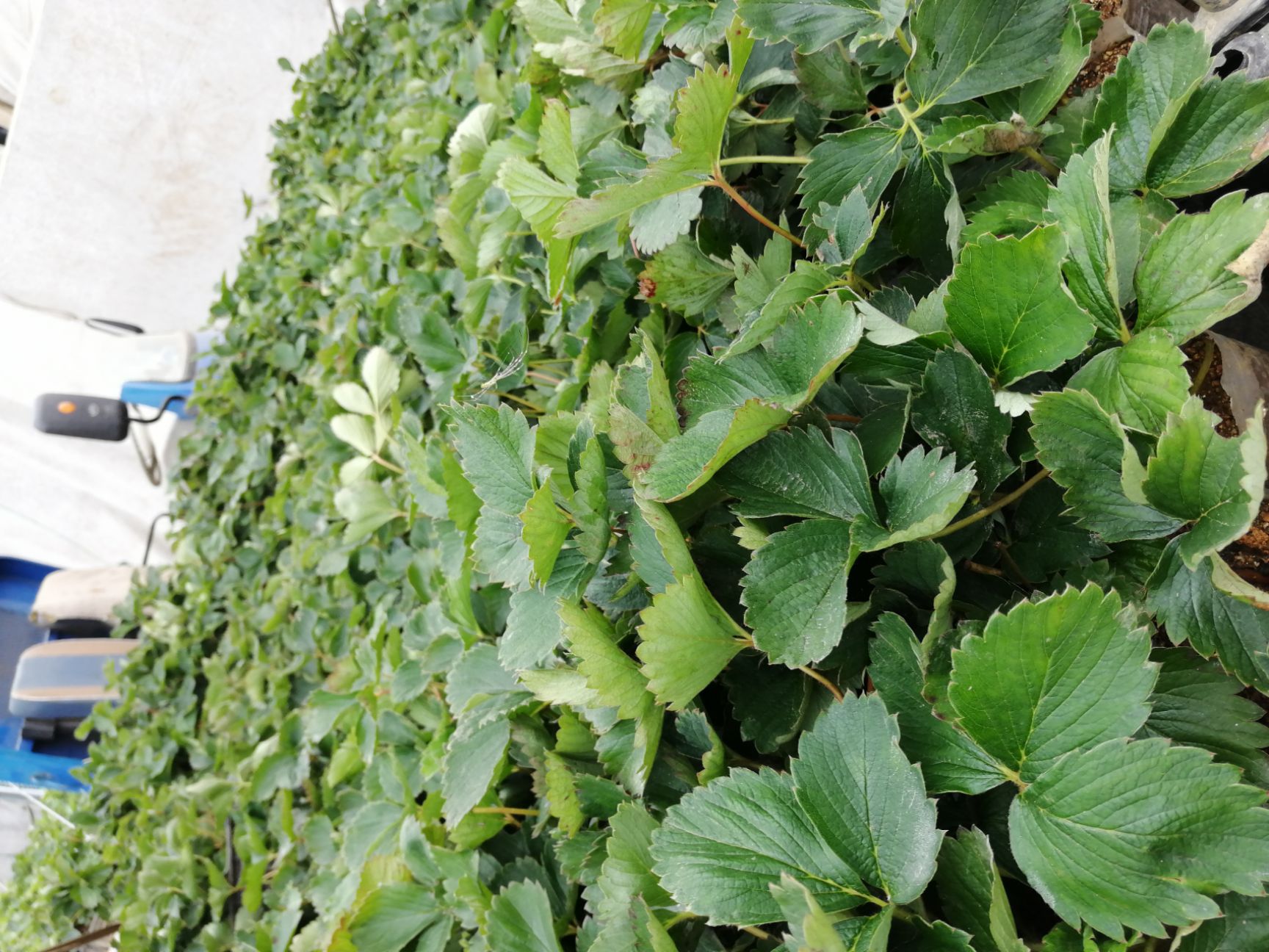  专业供应丹东红颜草莓 丹东红颜草莓苗