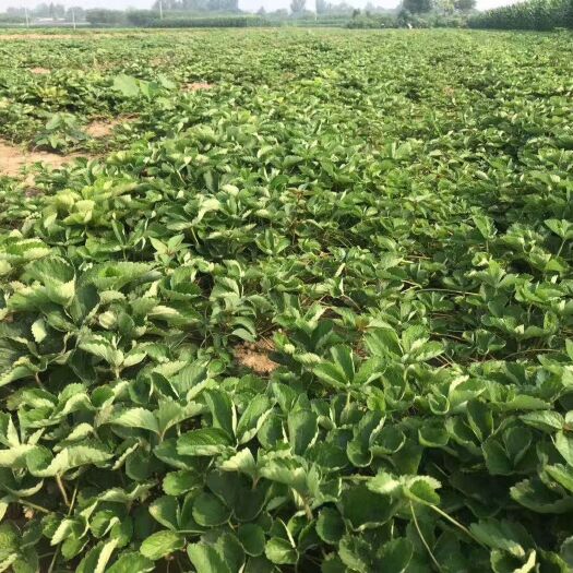 泰安 章姬草莓苗大量出售 基地直销 脱毒二代苗产量高